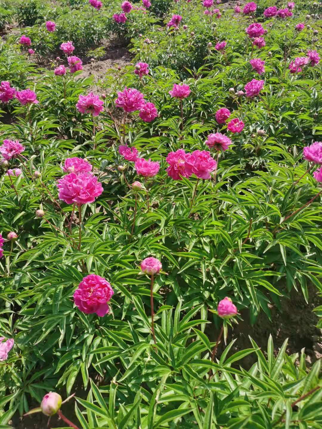  芍药花 多色千层芍药花 东北耐寒重瓣芍药花 量大优惠实地看苗