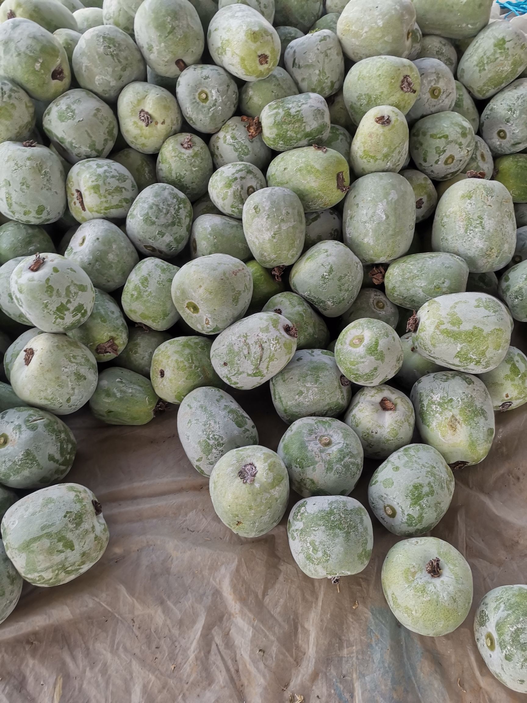 白皮冬瓜 山东省聊城市莘县 6~10斤 吊冬瓜