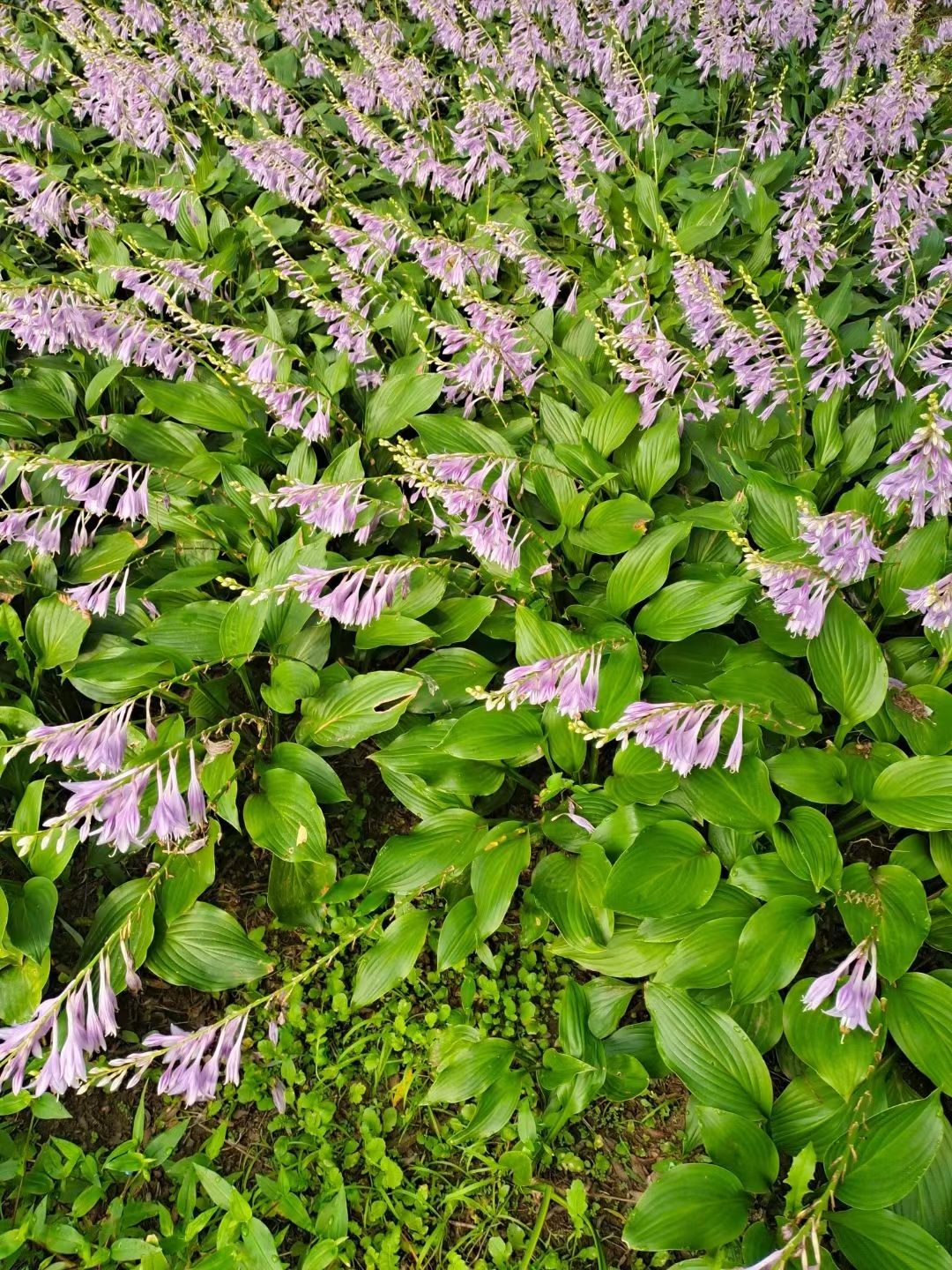  芍药花 多色千层芍药花 东北耐寒重瓣芍药花 量大优惠实地看苗