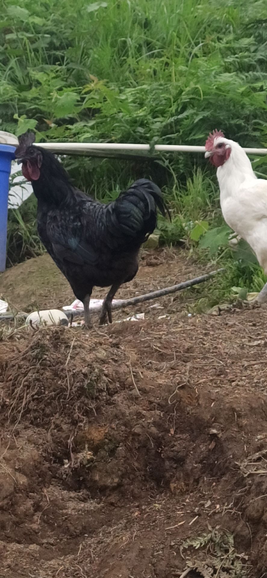 乌鸡 黑乌鸡 乌骨鸡五黑鸡跑山鸡走地鸡 黑冠乌鸡红冠乌鸡