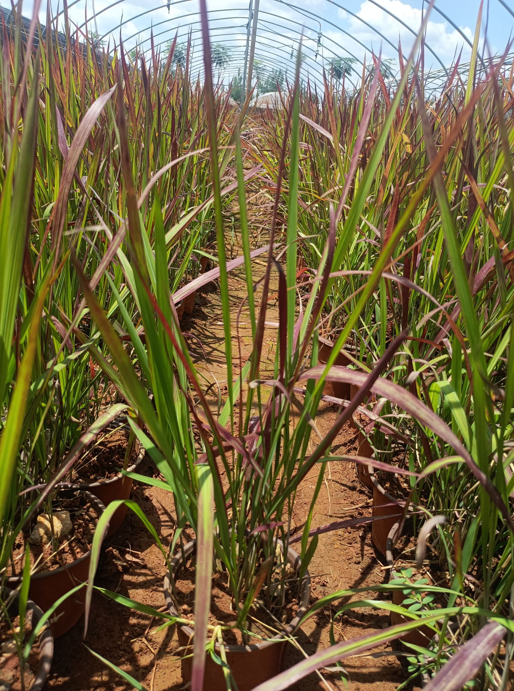 血草 日本血草 血草基地直供