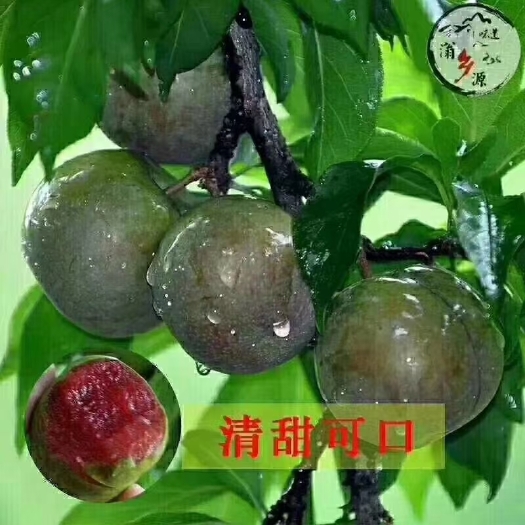 乐昌市 三华李