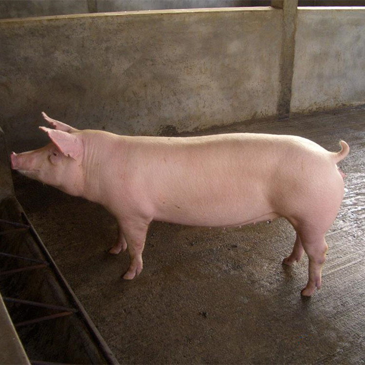 长白猪  长白母猪，体型特别长，毛色全白，生产性能优良，父母