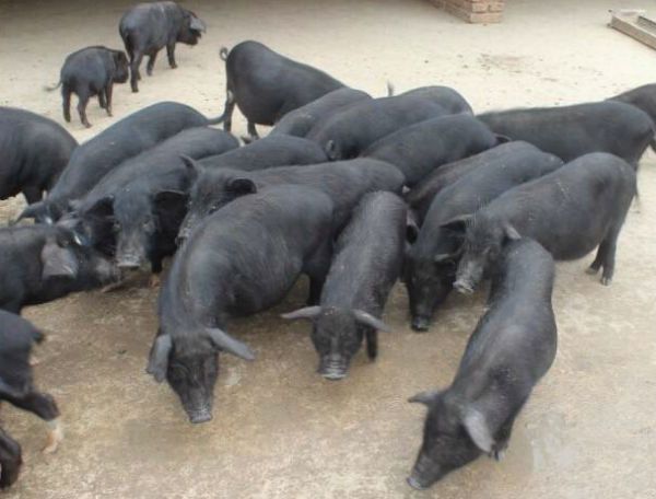 黑猪苗  中华黑猪，中华本土猪种，我国古老猪种，肉口感好，有