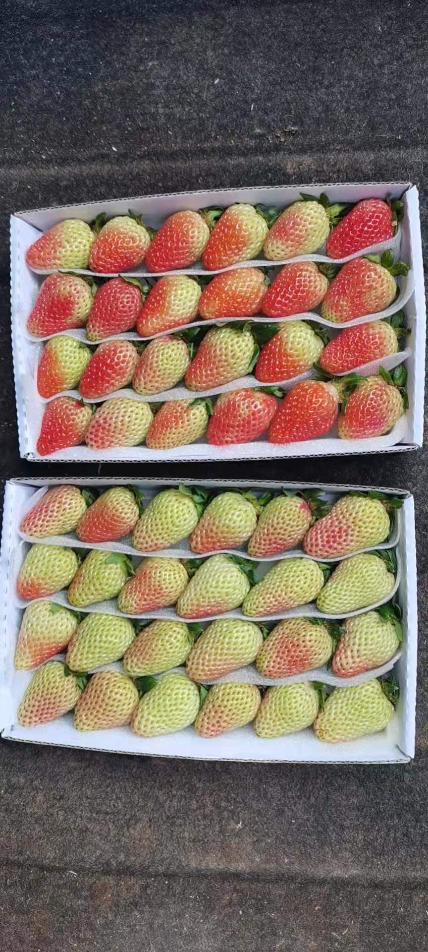 妙香冬草莓  云南省会泽县，金鑫草莓种植基地，草莓发往全国各