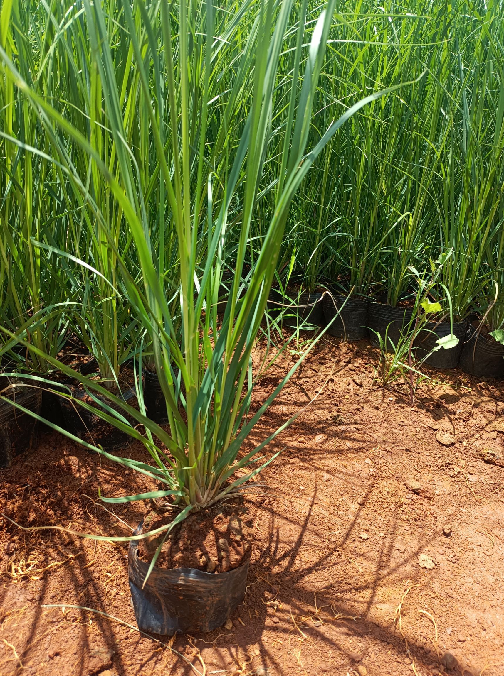 蒲苇 矮蒲苇 蒲苇基地直供