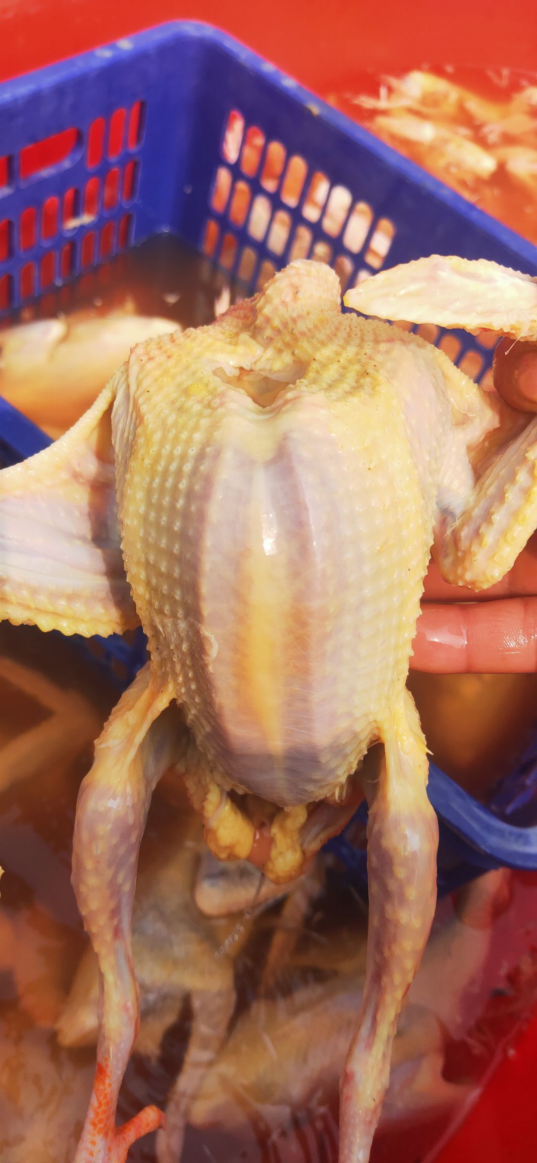 白条鸽  新鲜乳鸽