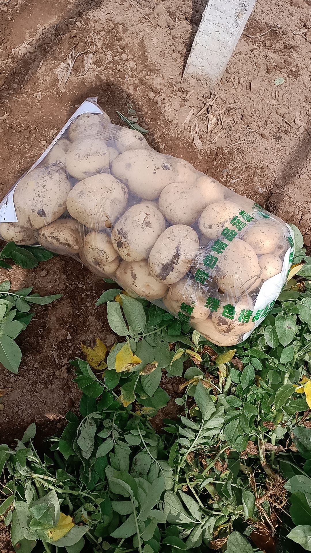 绥中早大白土豆