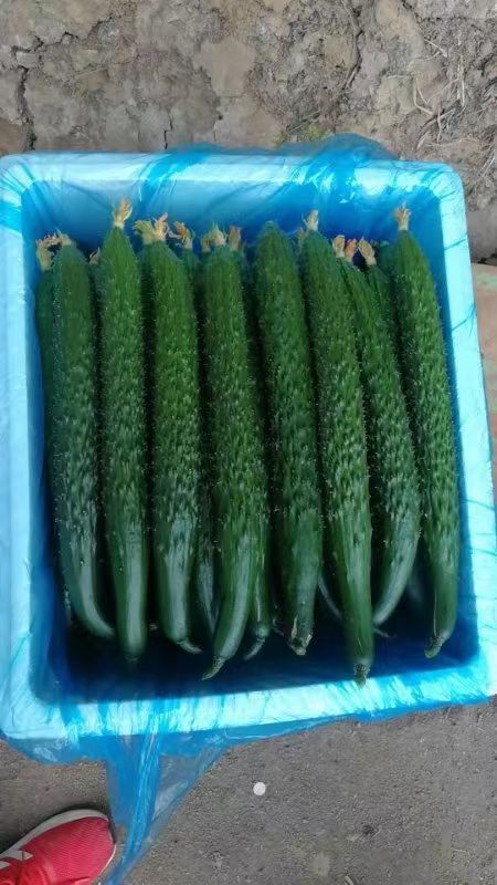 兰陵县兰陵精品黄瓜