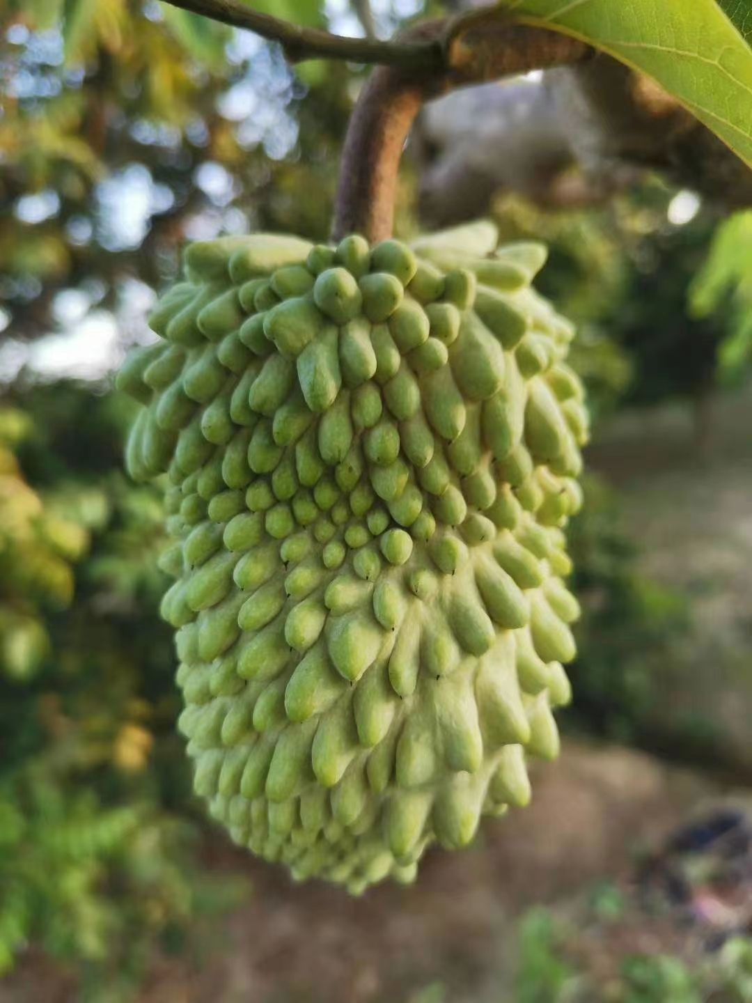 凤梨释迦果苗 榴莲释迦果苗