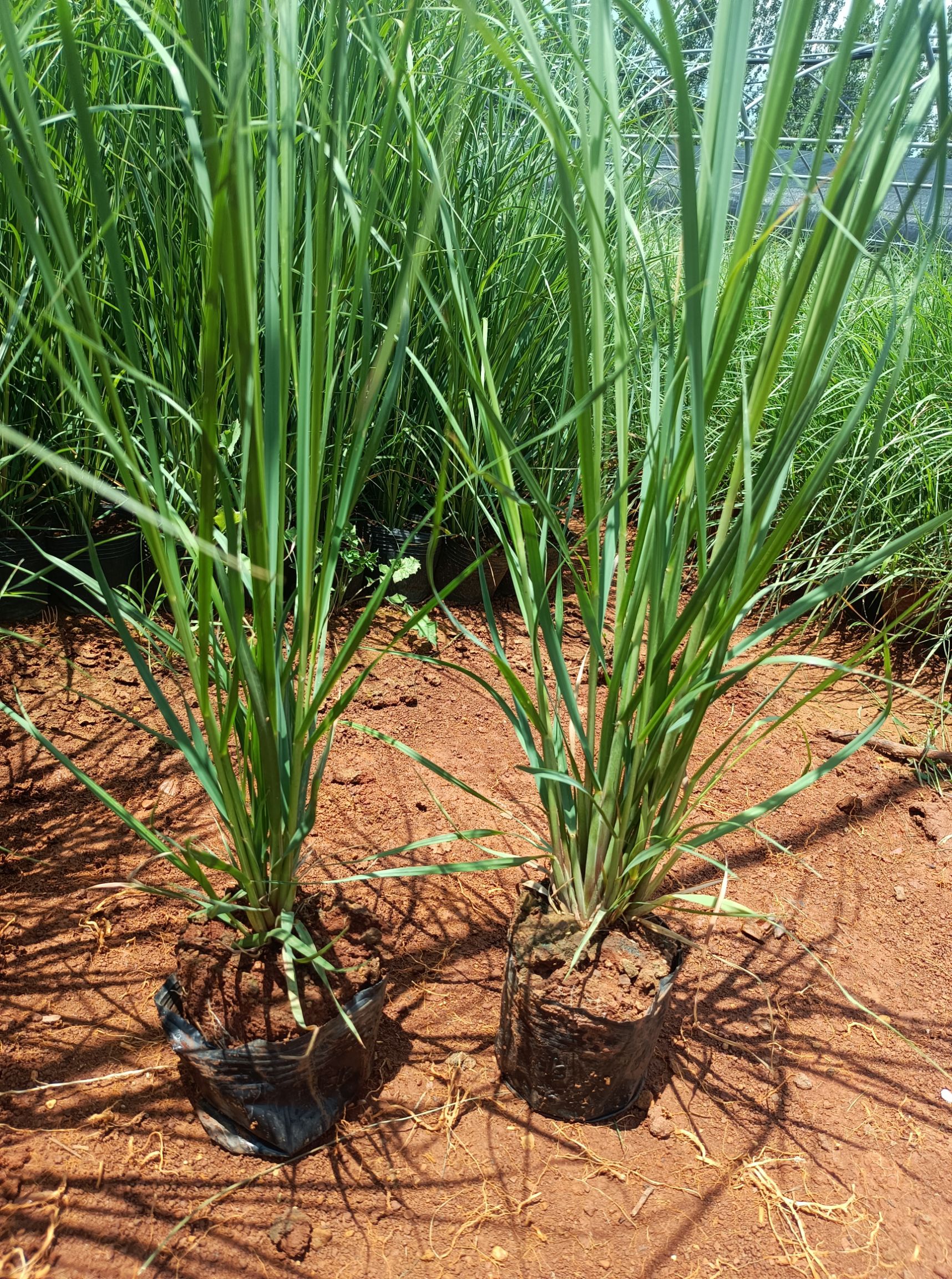 蒲苇 矮蒲苇 蒲苇基地直供