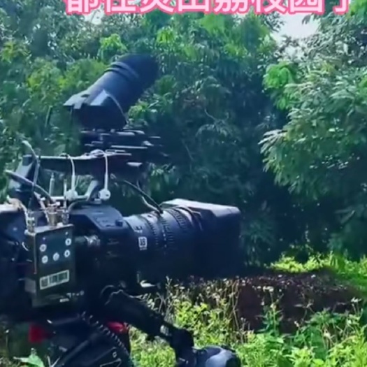 灵山县桂味荔枝  荔枝