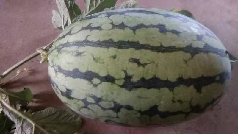 宾阳县黑美人西瓜 西瓜大量上市