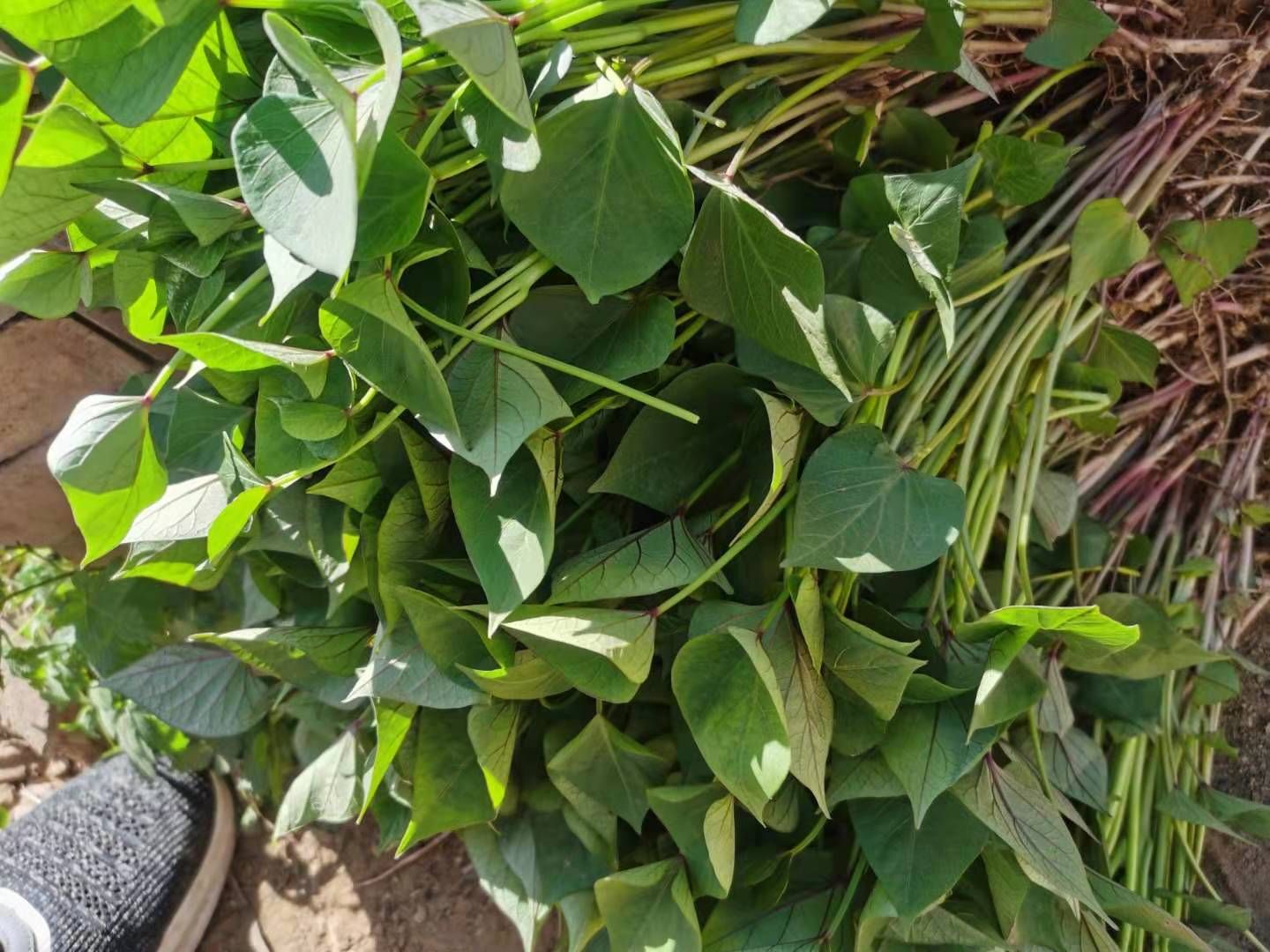 济薯26号红薯苗  红薯种济薯26红薯苗