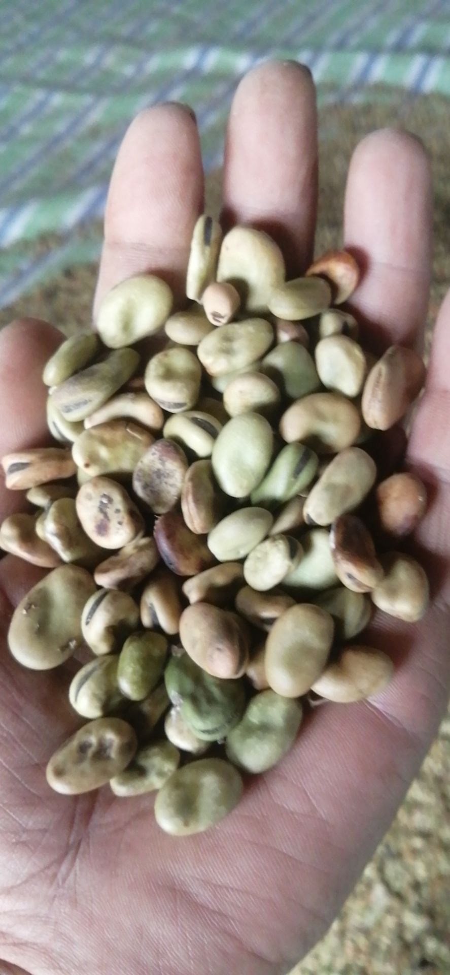 湖北蚕豆，干蚕豆，供应养殖脆皖鱼，豆瓣酱.