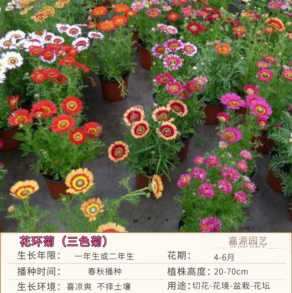 沭阳县花环菊种子混色四季种园林景观花海公园花卉种子阳台绿植花卉种子