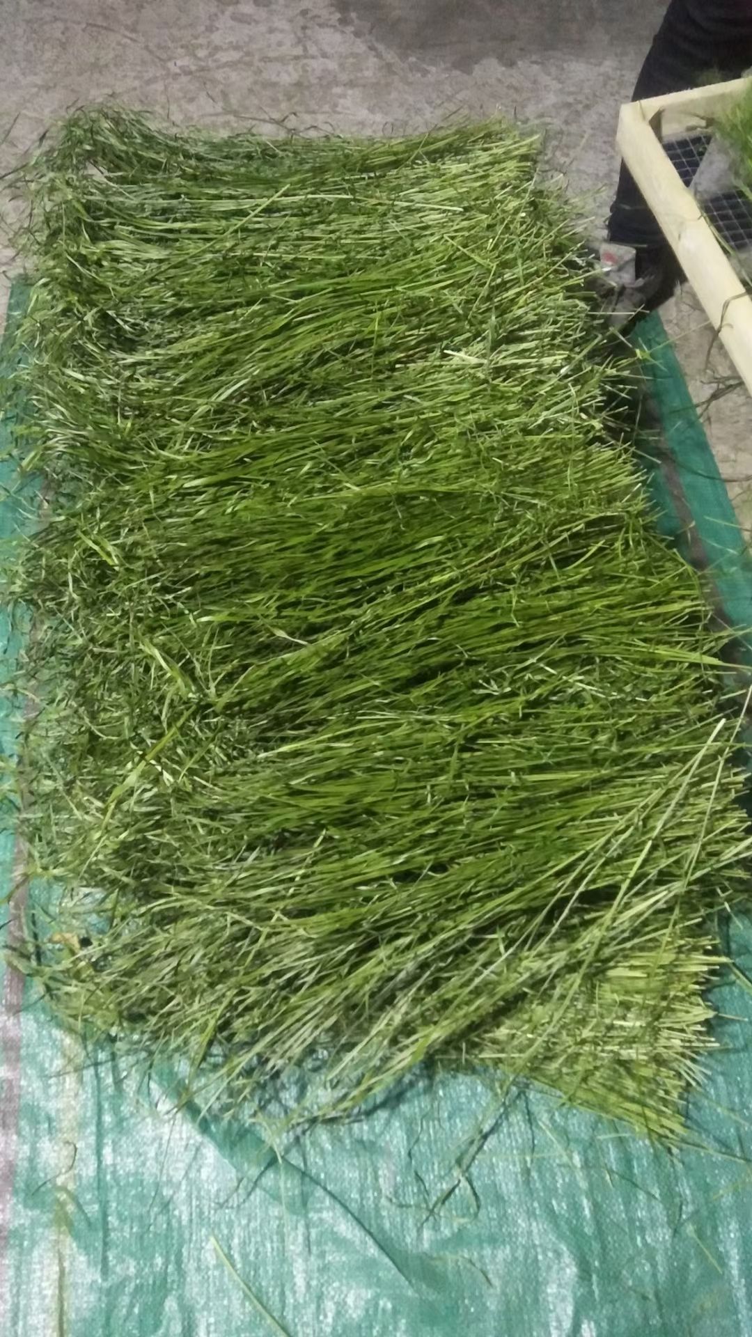 干草  2022烘干提莫西无杆！叶多！包邮到家！质量保证！