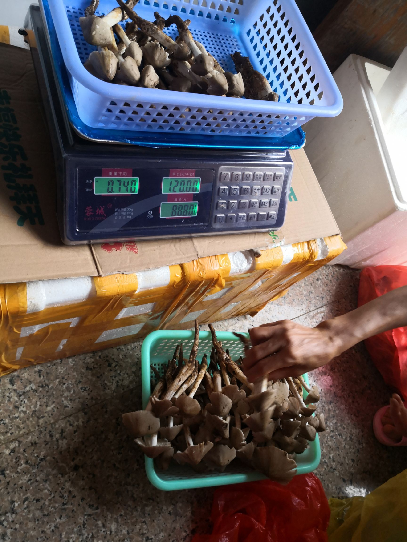 贵港白蚁谷堆伞 美味夏至箘