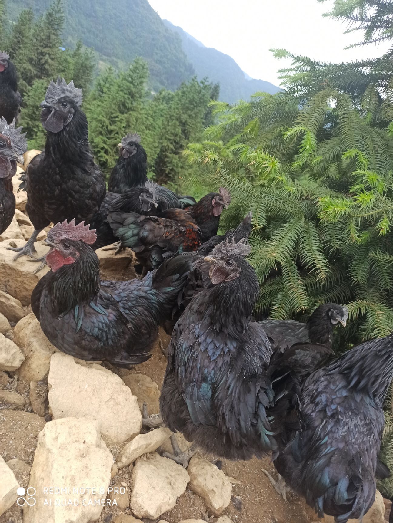 乌鸡 黑乌鸡 乌骨鸡五黑鸡跑山鸡走地鸡 黑冠乌鸡红冠乌鸡