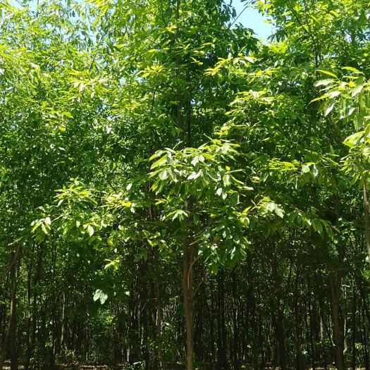 滁州麻栎 青冈栎 栓皮栎 定植苗 大小皆有 大量供应