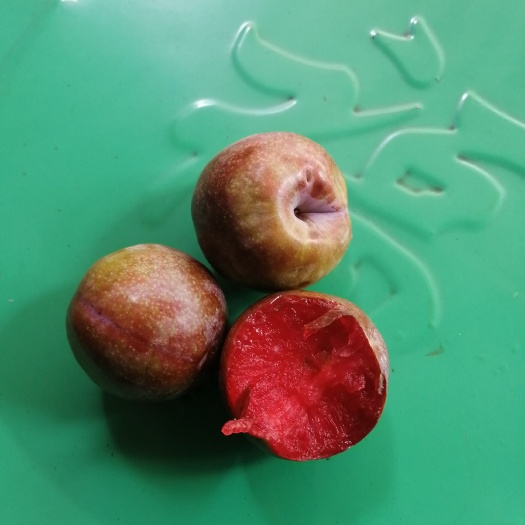 元江县云南三华李大量上市白菜价需要的联系