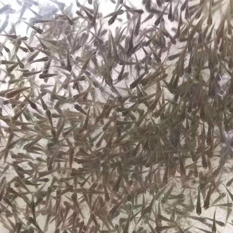 大头鱼鱼苗  现货大头水花苗花鲢水花大头鱼苗花鲢鱼苗【路损包