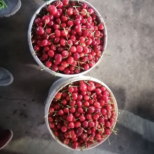 平度市红灯樱桃 云山大樱桃