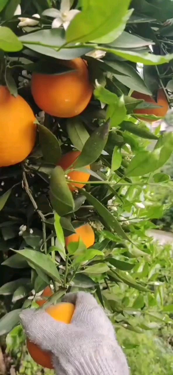 湖北宜昌秭归县橙子基地大量供应夏橙。