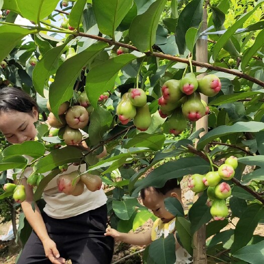 灵山县莲雾种苗批发 黑糖芭比莲雾苗 莲雾嫁接苗