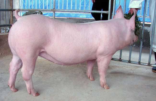 汉中大白猪  大白母猪，体型高大，四肢强健，二元母猪的优质母本，抵抗能力强