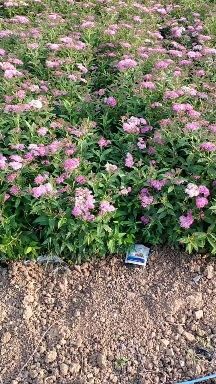 新沂市绣线菊。