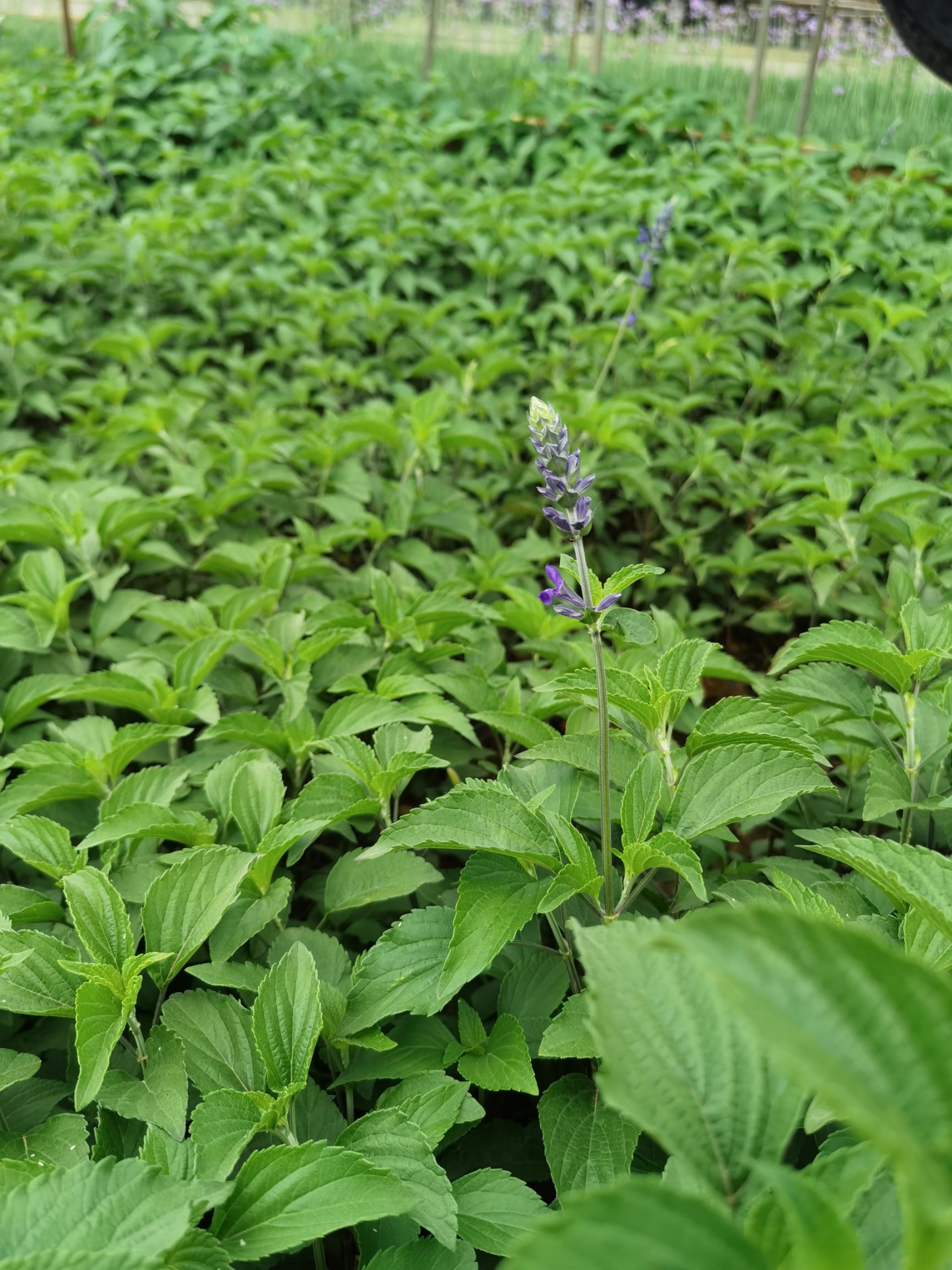  蓝鼠尾草