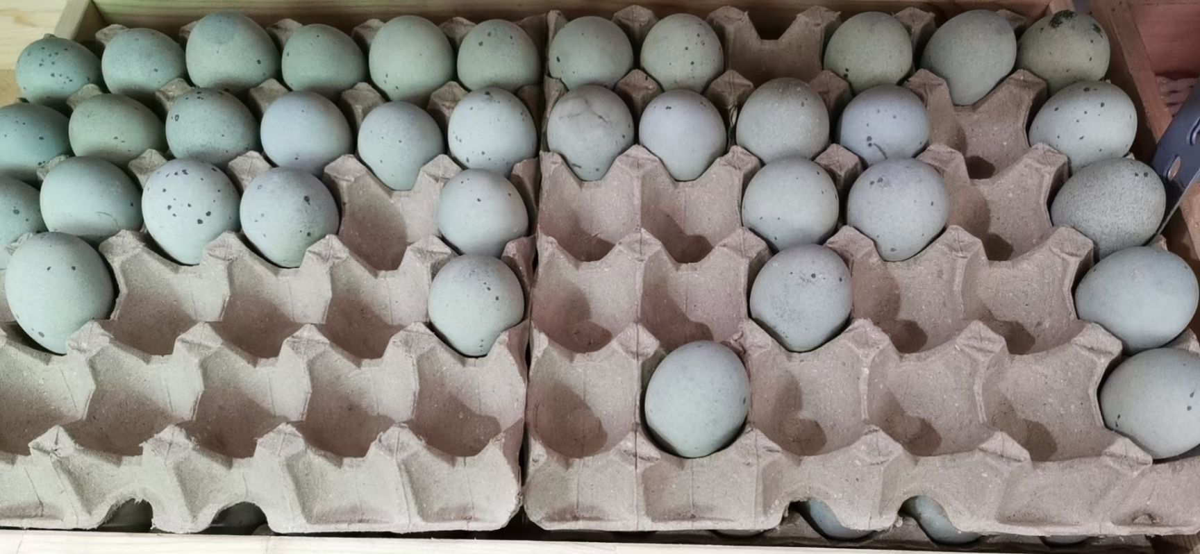 重庆蛋鲜生鸡蛋批发，批发，批发！！！