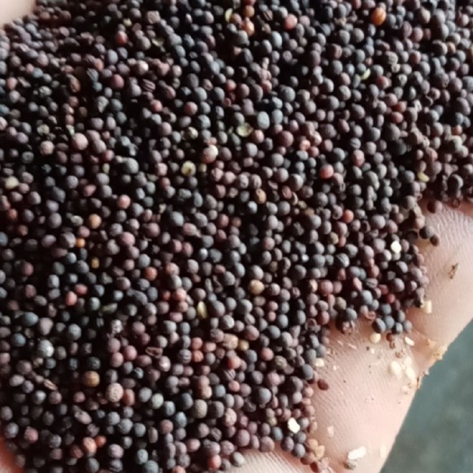 巨鹿县 高芥酸，高油率油菜籽
