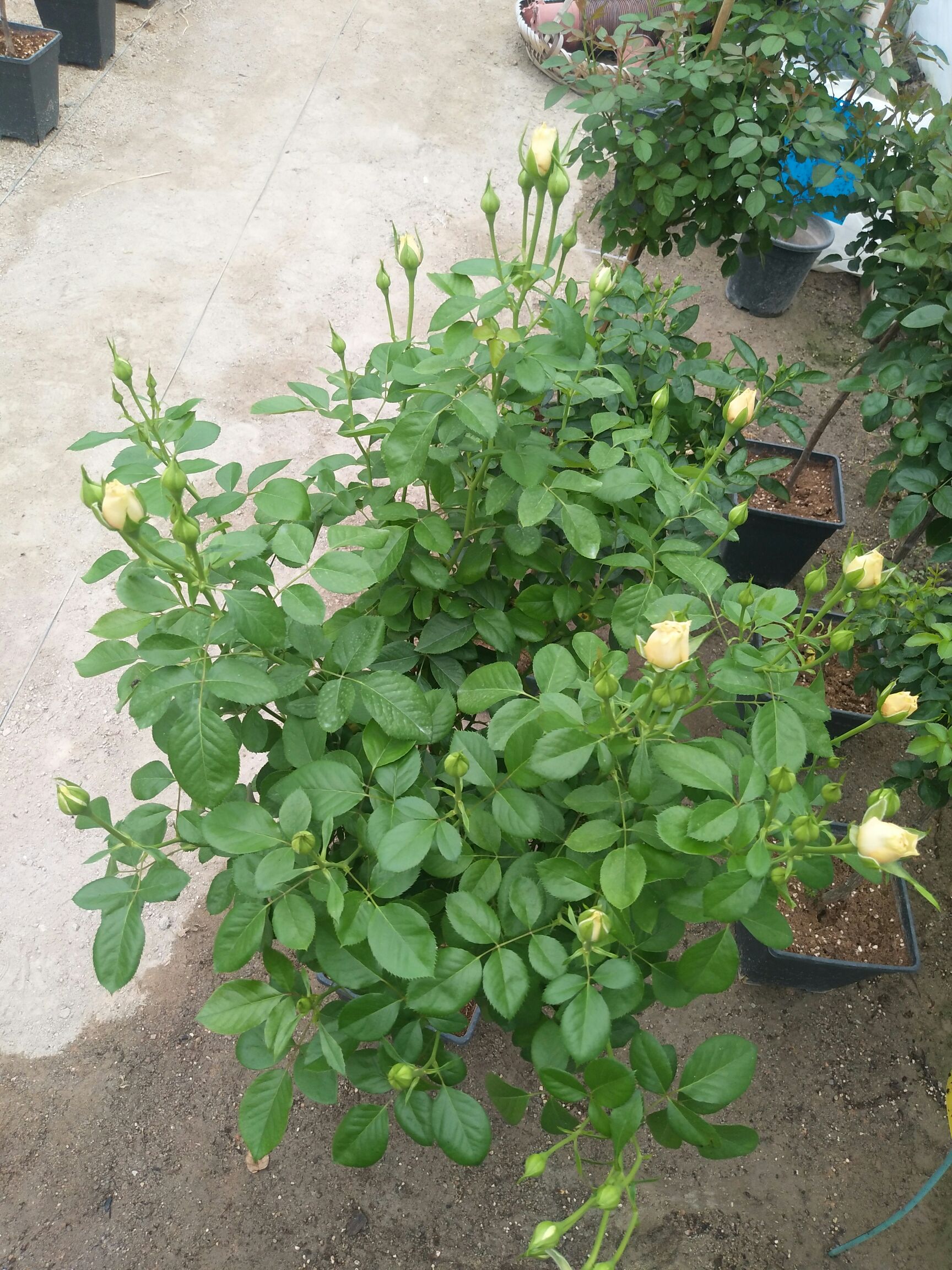 精品欧月玫瑰   一年四季长年开花  开了谢谢了开