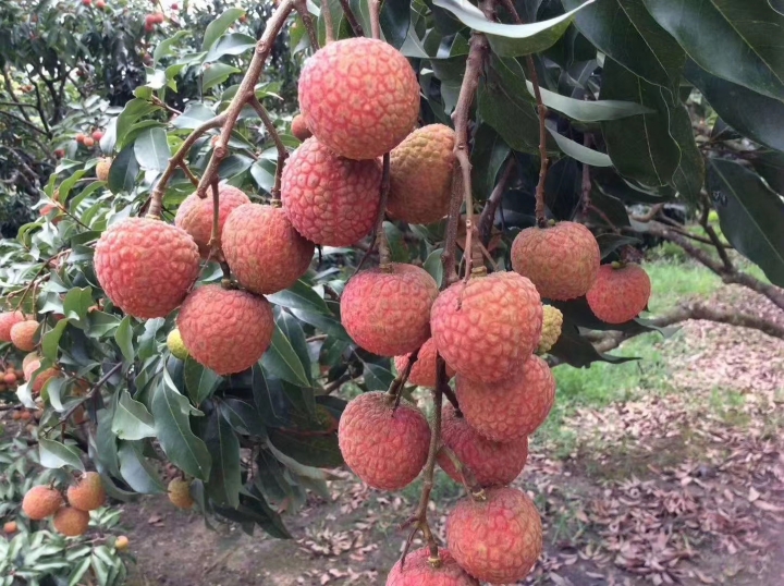 黑叶荔枝  一个星期上市，1.6荔枝，黑叶，桂味，三级果1