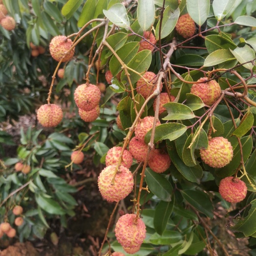 灵山县桂味荔枝  灵山荔枝