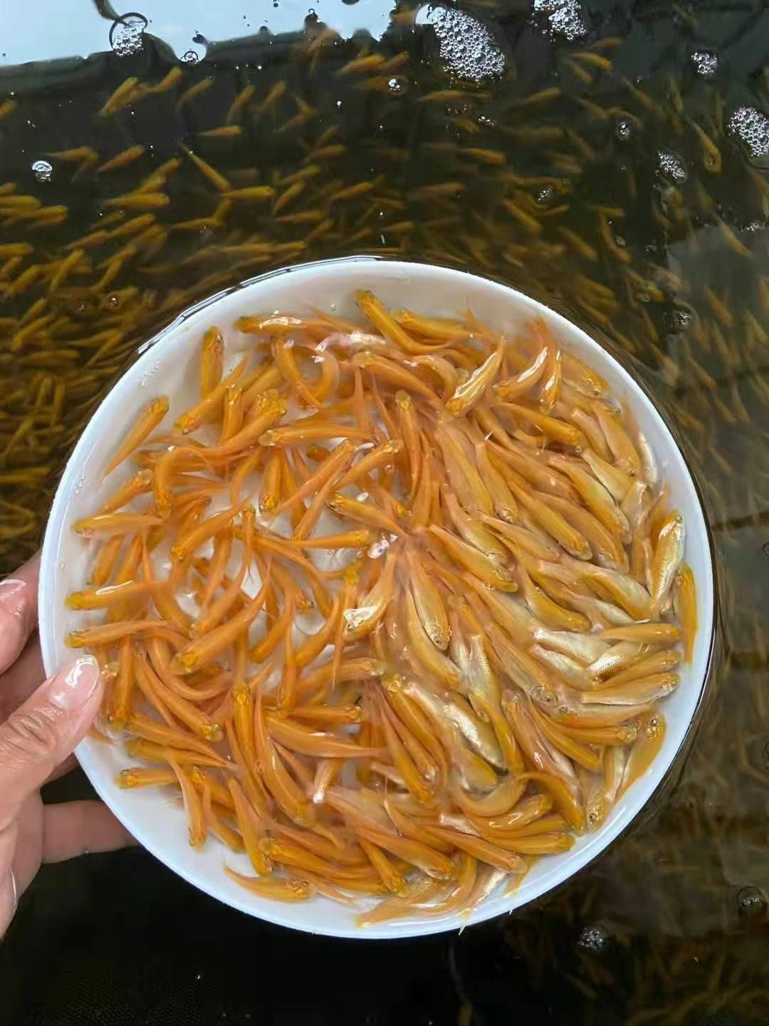 黄金鲩鱼苗  黄金鲩  【产地直供】俄罗斯金草鱼，金丝鲩，金鲩鱼