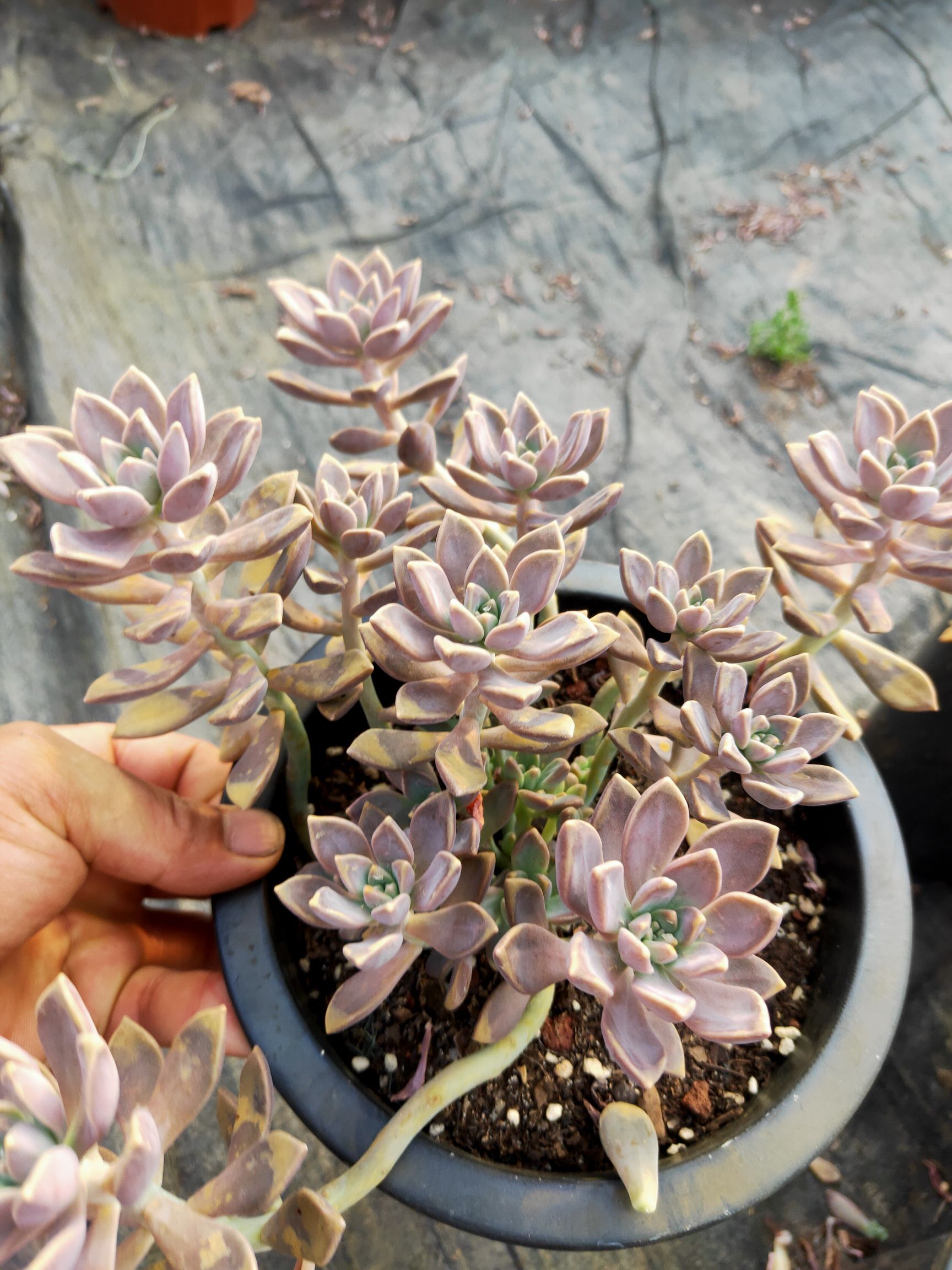 阿轮培  基地直销欢迎各位老板选购，图片与实物一致180盆