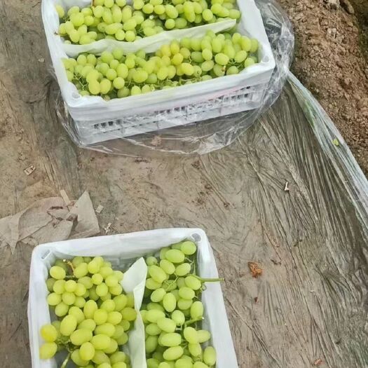 饶阳县维多利亚葡萄  维多利亚大量上市，口感好价格便宜