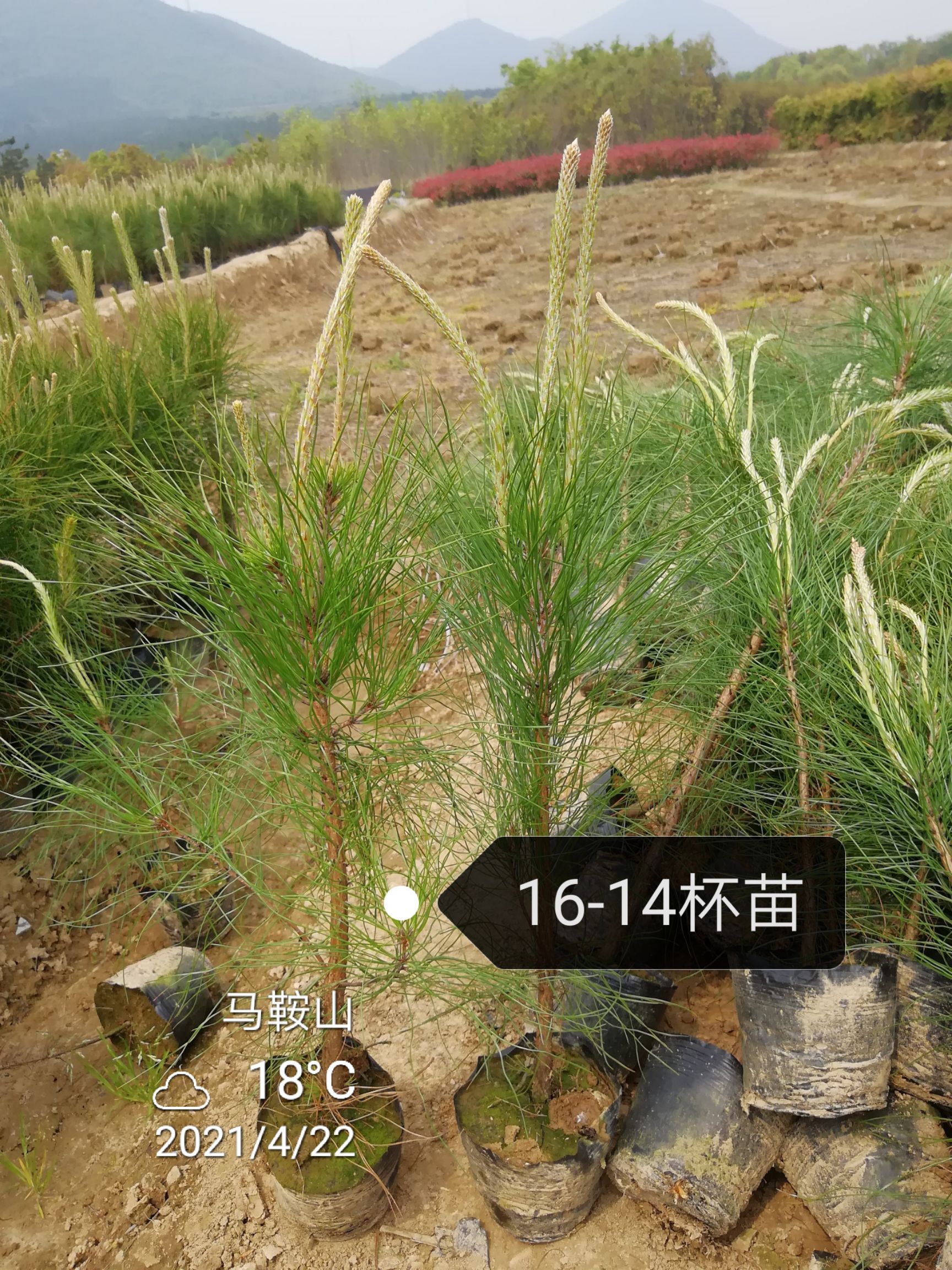 火炬树 湿地松