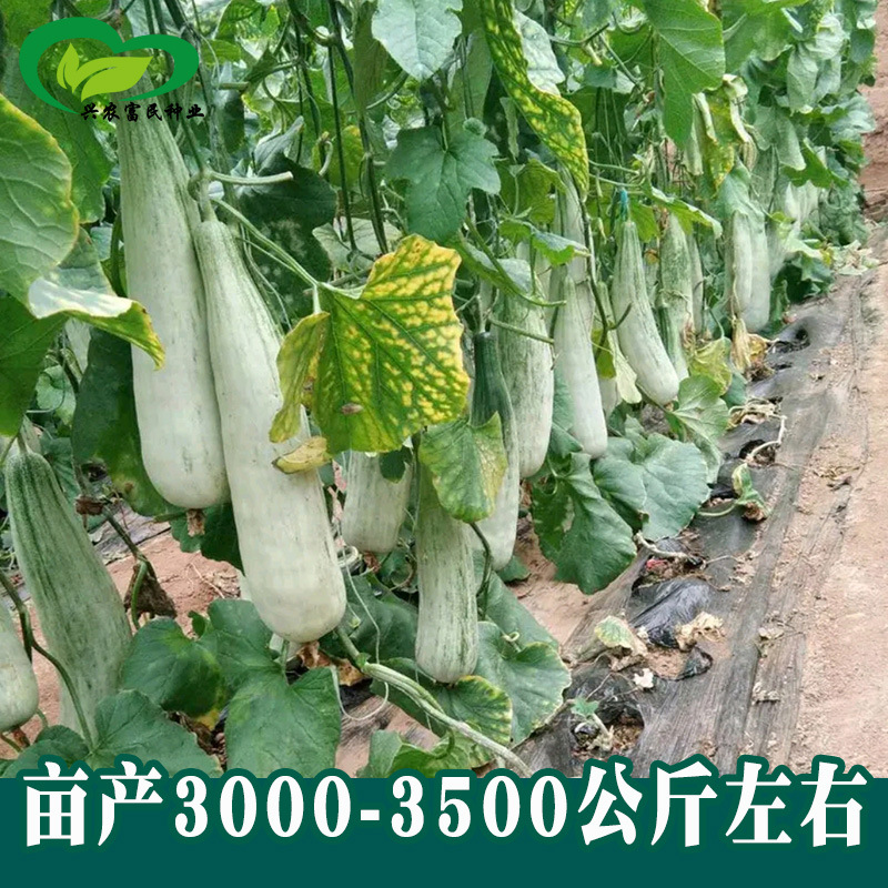 羊角蜜甜瓜种子农田菜园高糖香甜酥脆多酥肉厚羊角蜜甜瓜