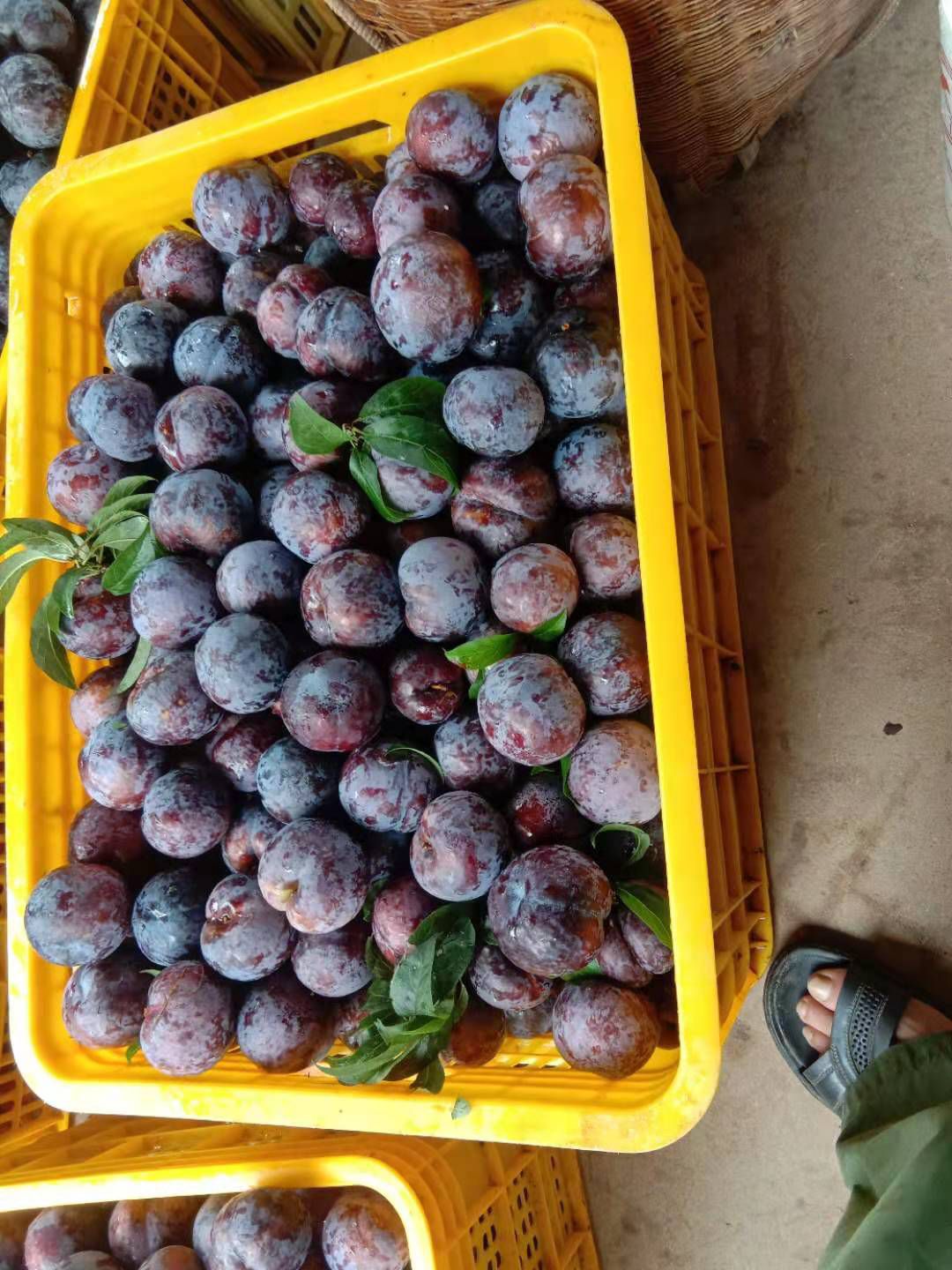 黑布林 早黑李（黑布朗），红宝石，奈李等各种各样的品种，口感好。