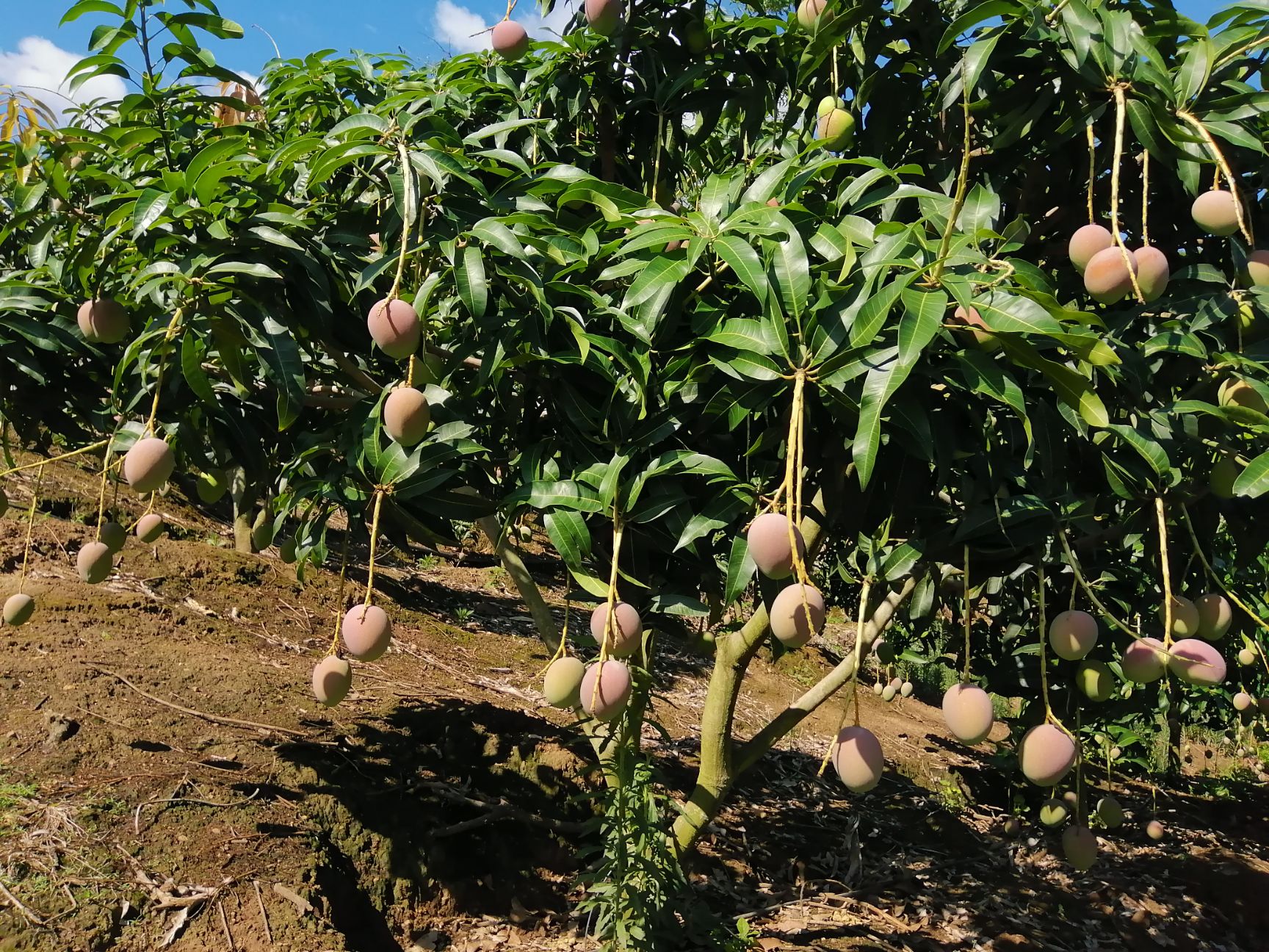 热农芒果 热农（小奥）生鲜芒果，场地直发发