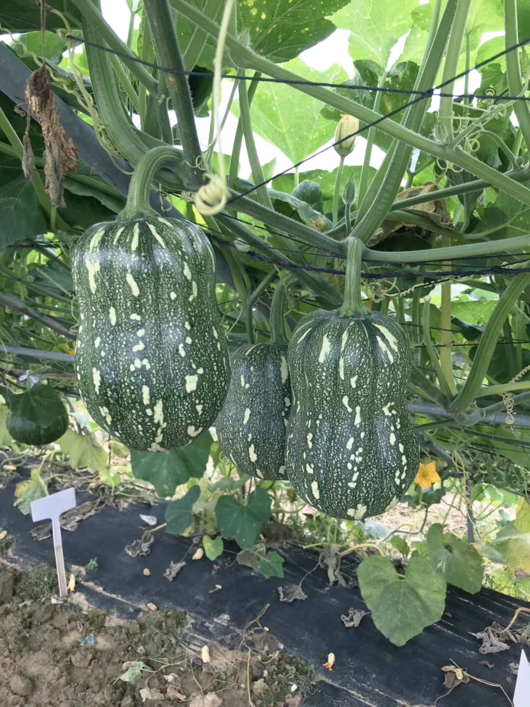  特色南瓜种子，花生蜜，南瓜种子