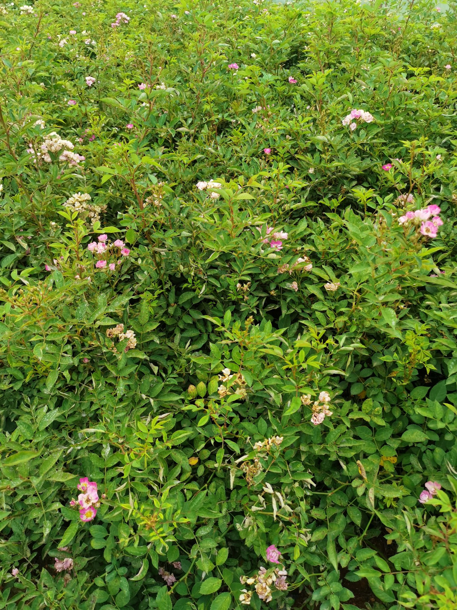地被月季 风花月季