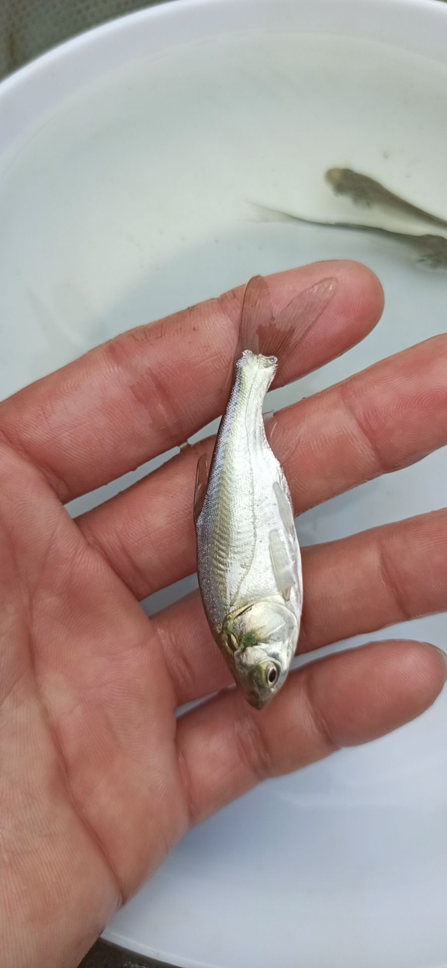 鳊魚苗  白鰱魚苗活體發(fā)貨，抗病毒性好，生長速度快