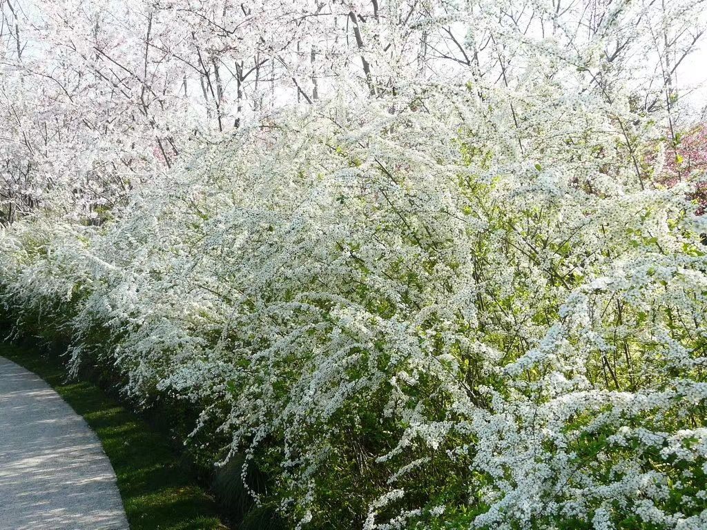  珍珠绣线菊种子 雪柳干枝花 东北播种繁育小苗 可种植繁育技术