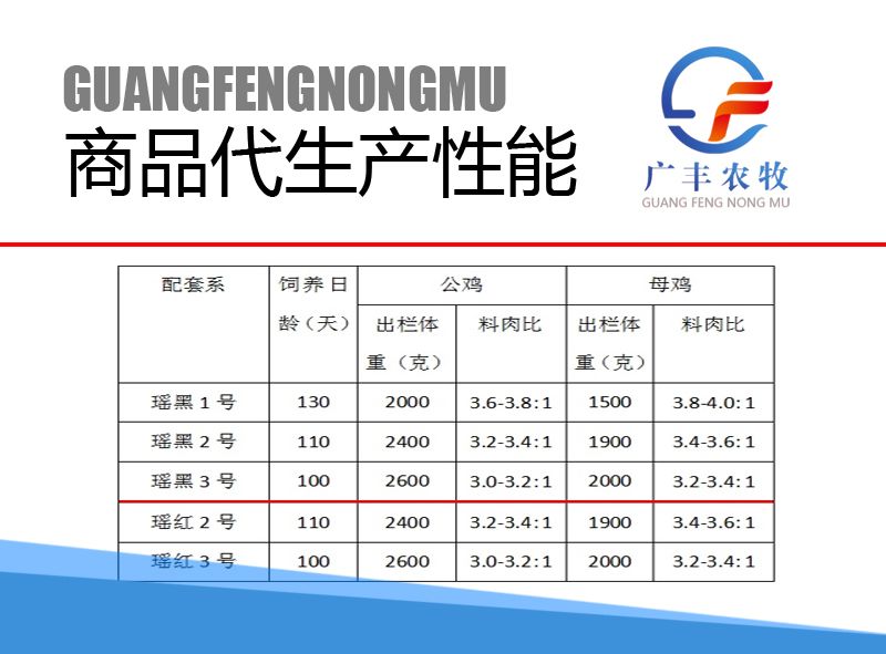 桂柳白鸭苗  樱桃谷鸭苗   白鸭苗