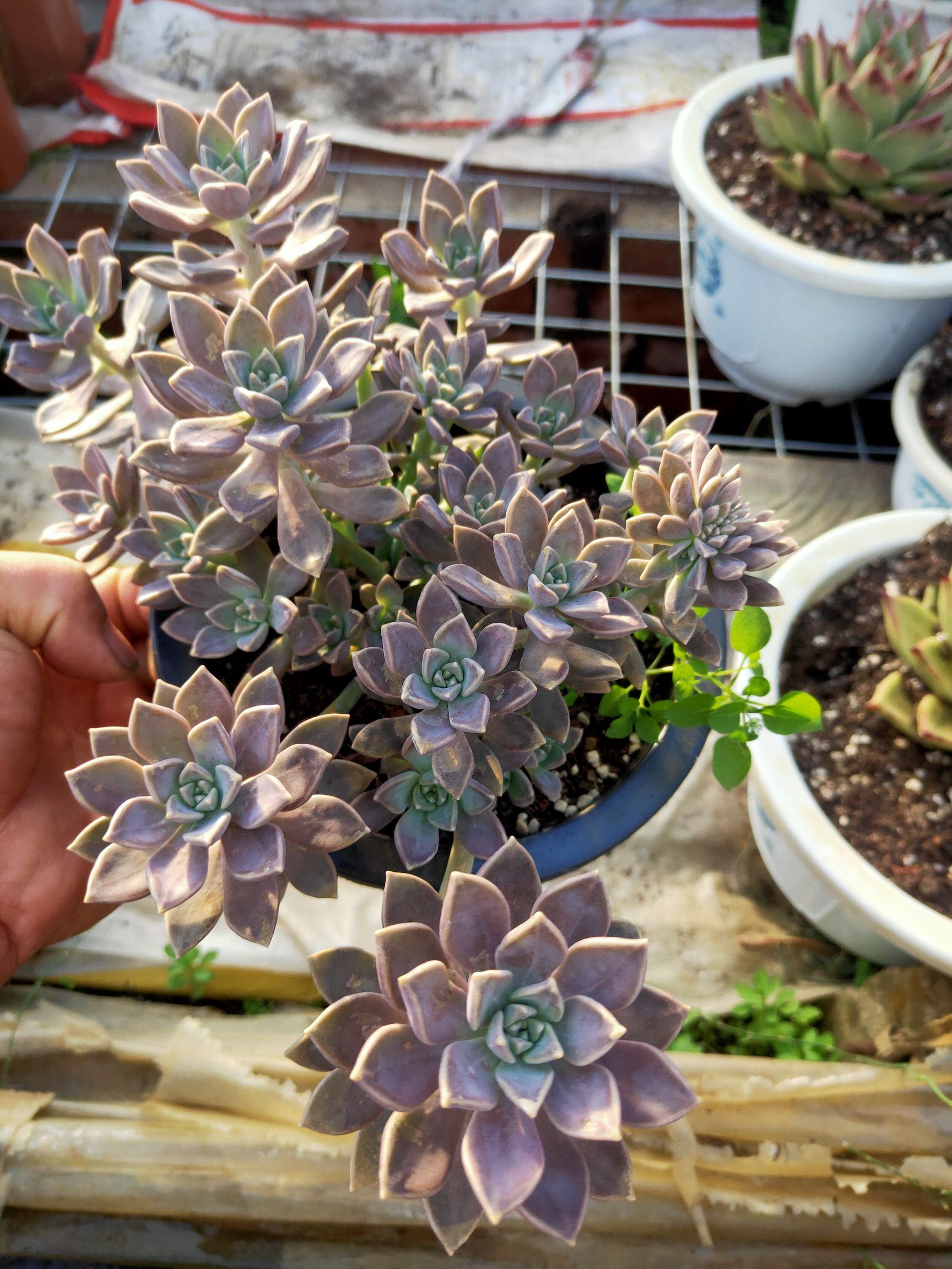 阿轮培  基地直销欢迎各位老板选购，图片与实物一致180盆